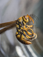 Polistes diabolicus