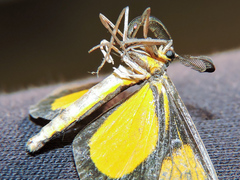 Smicropus intercepta