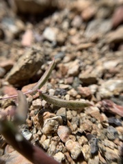 Astragalus nuttallianus imperfectus