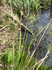 Carex elongata