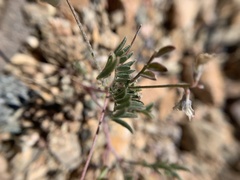 Astragalus nuttallianus imperfectus