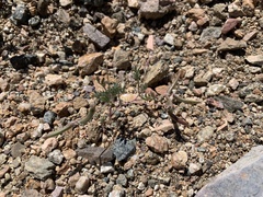 Astragalus nuttallianus imperfectus
