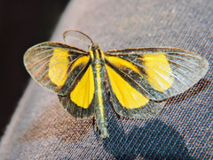 Smicropus intercepta