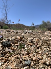 Astragalus nuttallianus imperfectus