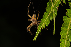 Neoscona adianta
