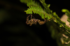 Neoscona adianta