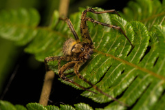Neoscona adianta