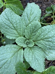 Borago