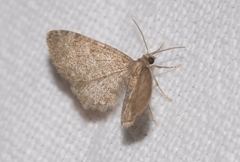 Eupithecia haworthiata