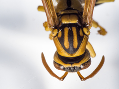 Polistes diabolicus