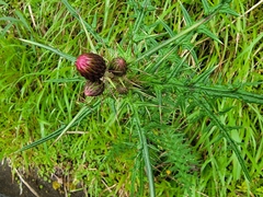 Cirsium suzukii