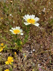 Glebionis coronaria