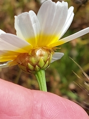 Glebionis coronaria