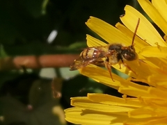 Nomada fucata