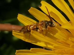 Nomada fucata