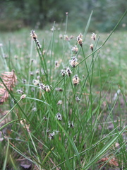 Eleocharis montevidensis