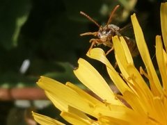 Nomada fucata