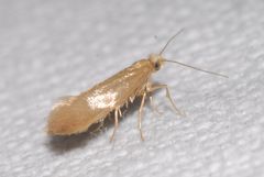 Argyresthia kulfani