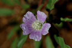 Monsonia angustifolia