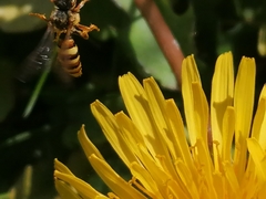 Nomada fucata