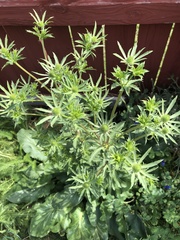 Eryngium planum