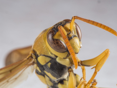 Polistes diabolicus