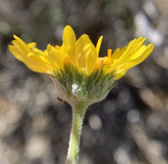 Encelia virginensis