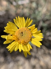 Encelia virginensis