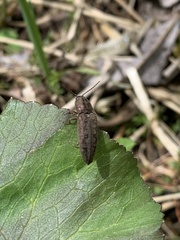 Actenicerus cuprascens