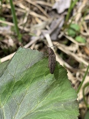 Actenicerus cuprascens