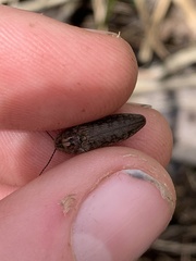 Actenicerus cuprascens