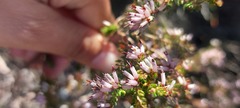 Erica interrupta