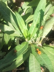 Oncopeltus fasciatus