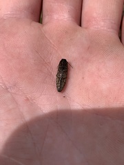 Actenicerus cuprascens