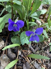 Viola communis