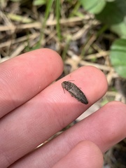 Actenicerus cuprascens