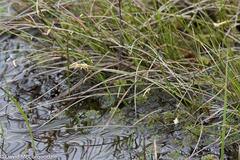Carex exilis