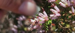 Erica interrupta