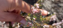 Erica interrupta