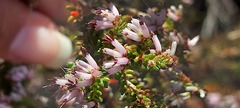 Erica interrupta