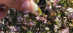 Erica interrupta