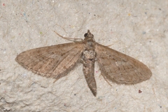 Eupithecia scopariata
