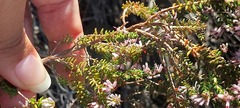 Erica interrupta