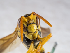 Polistes diabolicus