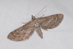 Eupithecia scopariata