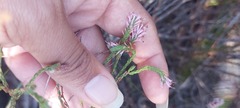 Erica innovans