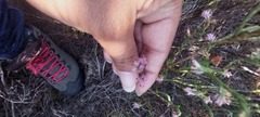 Erica innovans