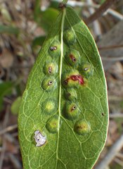Tanaostigmodes pithecellobiae