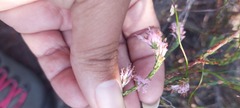 Erica innovans