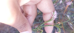 Erica innovans